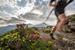 Marathon du Mont Blanc